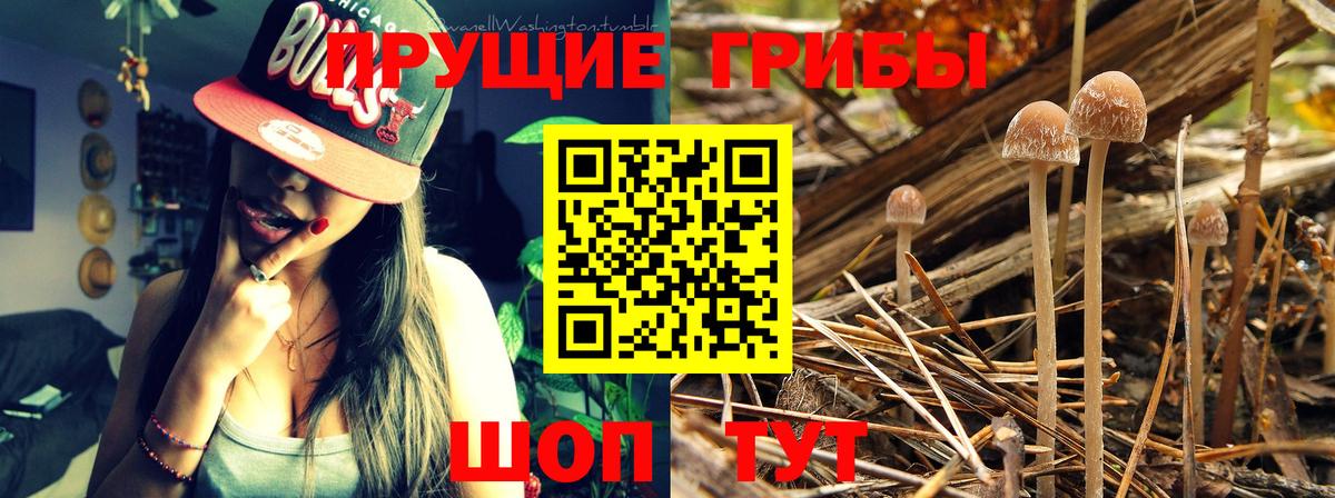 Псилоцибиновые грибы прущие грибы Сосновый Бор